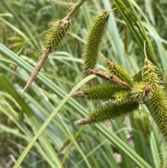 Carex fascicularis (Tassel Sedge) at Namadgi National Park - 26 Jan 2022 by JaneR