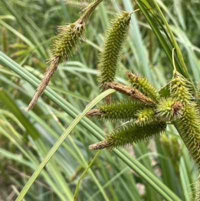 Carex fascicularis (Tassel Sedge) at Tennent, ACT - 26 Jan 2022 by JaneR