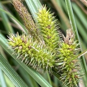 Carex fascicularis at Tennent, ACT - 26 Jan 2022