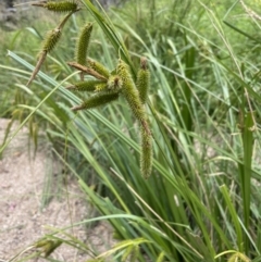 Carex fascicularis at Tennent, ACT - 26 Jan 2022 01:05 PM