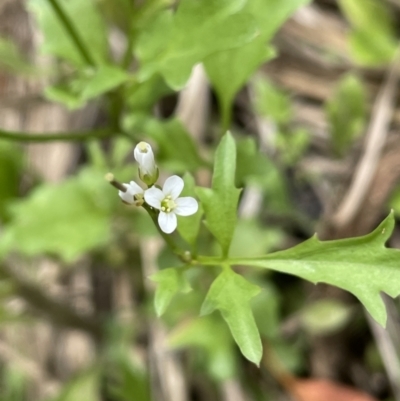 Cardamine sp. at Tennent, ACT - 26 Jan 2022 by JaneR
