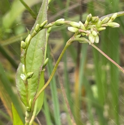 Persicaria hydropiper (Water Pepper) at Namadgi National Park - 26 Jan 2022 by JaneR