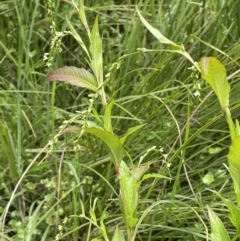 Persicaria hydropiper at Tennent, ACT - 26 Jan 2022