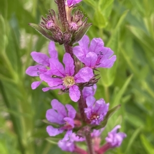 Lythrum salicaria at Rendezvous Creek, ACT - 24 Jan 2022