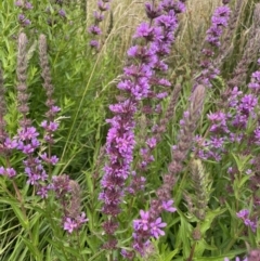 Lythrum salicaria at Rendezvous Creek, ACT - 24 Jan 2022