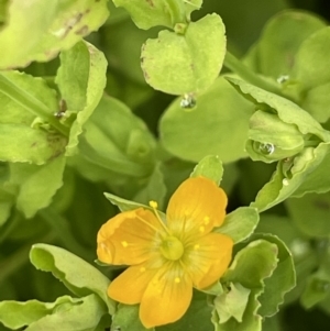 Hypericum japonicum at Booth, ACT - 24 Jan 2022 11:38 AM