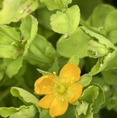 Hypericum japonicum (Creeping St John's Wort) at Booth, ACT - 24 Jan 2022 by JaneR