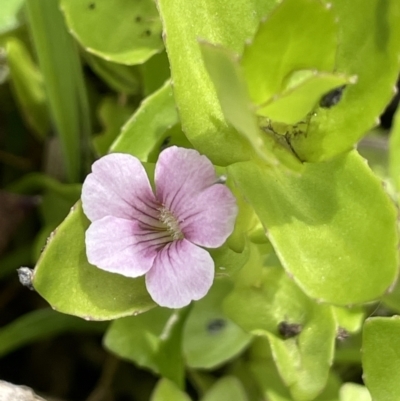 Gratiola peruviana (Australian Brooklime) at Booth, ACT - 24 Jan 2022 by JaneR