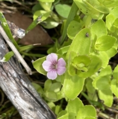 Gratiola peruviana at Booth, ACT - 24 Jan 2022 12:39 PM