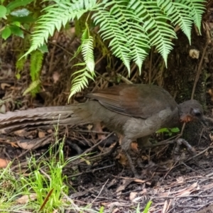 Menura novaehollandiae at Bundanoon, NSW - 26 Jan 2022