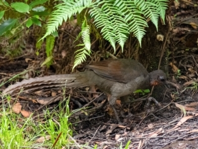 Menura novaehollandiae (Superb Lyrebird) at Bundanoon, NSW - 26 Jan 2022 by Aussiegall