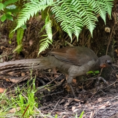 Menura novaehollandiae (Superb Lyrebird) at Wingecarribee Local Government Area - 26 Jan 2022 by Aussiegall