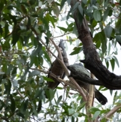 Callocephalon fimbriatum (Gang-gang Cockatoo) at Wingecarribee Local Government Area - 26 Jan 2022 by Aussiegall