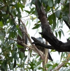 Callocephalon fimbriatum at Penrose, NSW - 26 Jan 2022