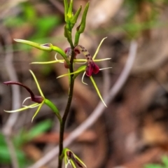 Cryptostylis leptochila (Small Tongue Orchid) at Bundanoon, NSW - 26 Jan 2022 by Aussiegall