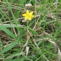 Hypoxis hygrometrica (Golden Weather-grass) at The Pinnacle - 26 Jan 2022 by sangio7