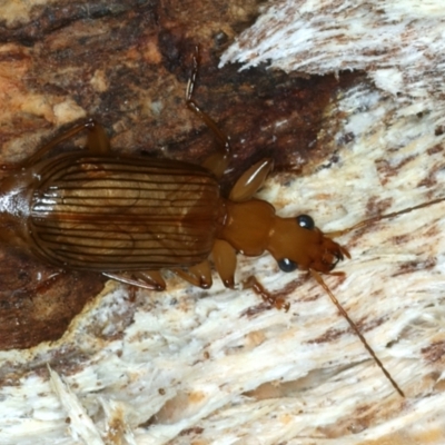 Demetrida sp. (genus) (Bark carab beetle) at Mulloon, NSW - 24 Jan 2022 by jb2602
