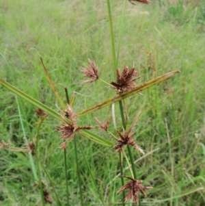 Cyperus lhotskyanus at Molonglo Valley, ACT - 26 Jan 2022 08:16 AM