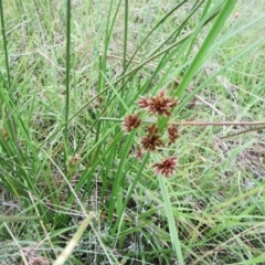 Cyperus lhotskyanus at Molonglo Valley, ACT - 26 Jan 2022 08:16 AM