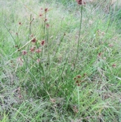 Cyperus lhotskyanus at Molonglo Valley, ACT - 26 Jan 2022