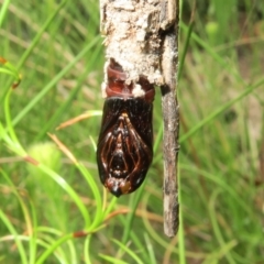 Clania ignobilis (Faggot Case Moth) at Jerrawangala National Park - 21 Jan 2022 by RobG1