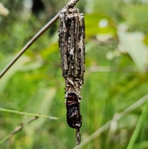 Clania ignobilis at Jerrawangala, NSW - 21 Jan 2022