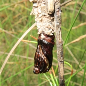 Clania ignobilis at Jerrawangala, NSW - 21 Jan 2022 02:46 PM