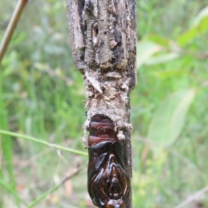 Clania ignobilis at Jerrawangala, NSW - 21 Jan 2022