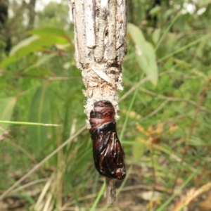 Clania ignobilis at Jerrawangala, NSW - 21 Jan 2022