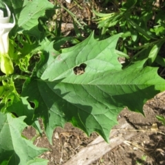 Datura stramonium (Common Thornapple) at Weetangera, ACT - 27 Jan 2022 by BillJ