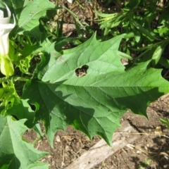 Datura stramonium (Common Thornapple) at Weetangera, ACT - 26 Jan 2022 by BillJ