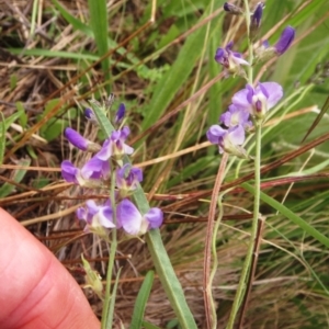 Glycine clandestina at Molonglo Valley, ACT - 26 Jan 2022 09:36 AM