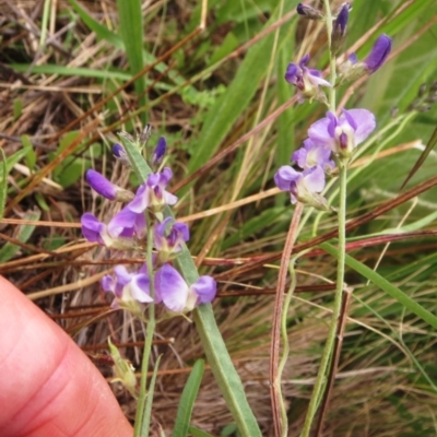 Glycine clandestina (Twining Glycine) at The Pinnacle - 25 Jan 2022 by sangio7