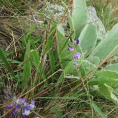 Glycine clandestina at Molonglo Valley, ACT - 26 Jan 2022