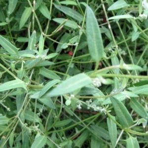 Einadia nutans at Molonglo Valley, ACT - 26 Jan 2022