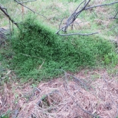 Einadia nutans at Molonglo Valley, ACT - 26 Jan 2022 08:40 AM