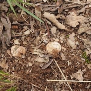 Hysterangium 'grey-green' at Belconnen, ACT - 9 Sep 2021