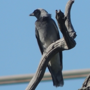 Coracina novaehollandiae at Tennent, ACT - 9 Nov 2021