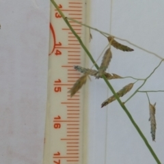 Eragrostis brownii (Common Love Grass) at Callum Brae - 27 Jan 2022 by CallumBraeRuralProperty