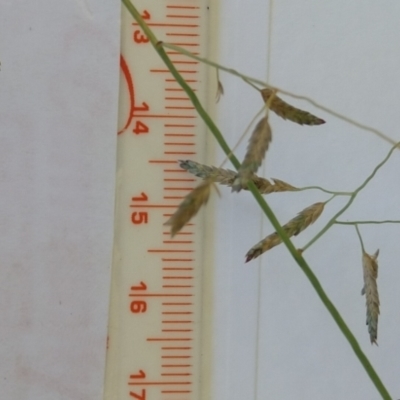 Eragrostis brownii (Common Love Grass) at Callum Brae - 27 Jan 2022 by CallumBraeRuralProperty