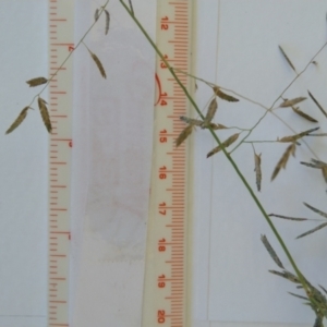 Eragrostis brownii at Jerrabomberra, ACT - 27 Jan 2022