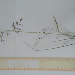 Eragrostis brownii at Jerrabomberra, ACT - 27 Jan 2022