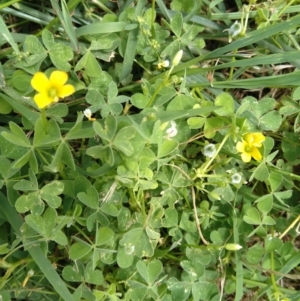 Oxalis thompsoniae at Jerrabomberra, ACT - 24 Jan 2022 12:46 PM