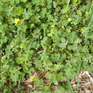 Oxalis thompsoniae at Jerrabomberra, ACT - 24 Jan 2022 12:46 PM