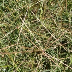 Chloris truncata (Windmill Grass) at Jerrabomberra, ACT - 27 Jan 2022 by CallumBraeRuralProperty