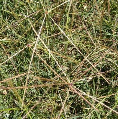 Chloris truncata (Windmill Grass) at Jerrabomberra, ACT - 27 Jan 2022 by CallumBraeRuralProperty