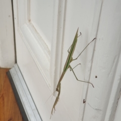 Unidentified Praying mantis (Mantodea) at Albury - 26 Jan 2022 by ClaireSee