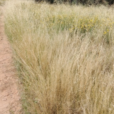 Austrostipa scabra (Corkscrew Grass, Slender Speargrass) at Mount Majura - 27 Jan 2022 by Avery