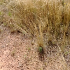 Austrostipa scabra at Hackett, ACT - 27 Jan 2022