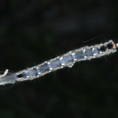 Thaumetopoeinae (subfamily) (Bag-shelter Moths, Processionary Caterpillars) at Scott Nature Reserve - 24 Jan 2022 by jb2602